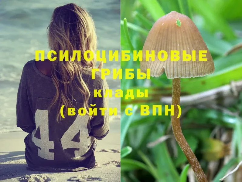 Псилоцибиновые грибы Psilocybine cubensis  Иланский 